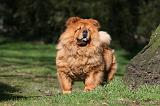 CHOW CHOW 596